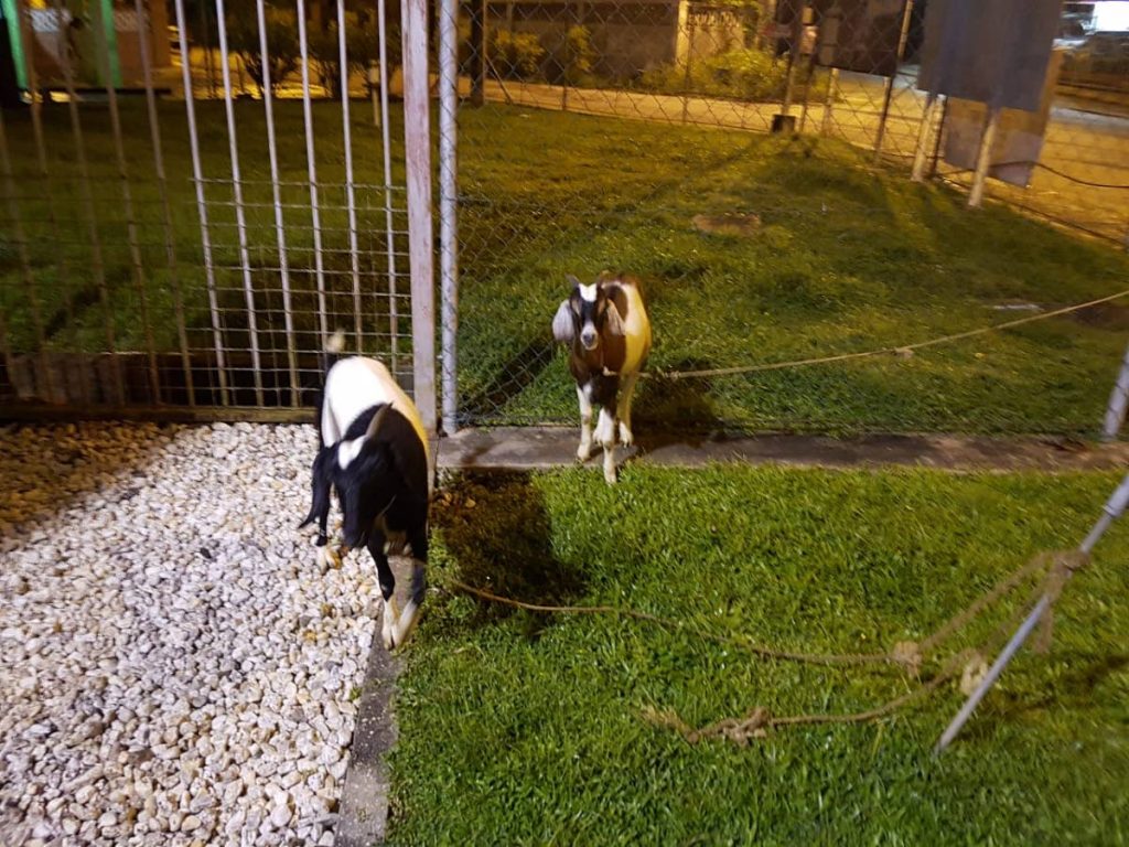 The goats which were reported stolen. - 