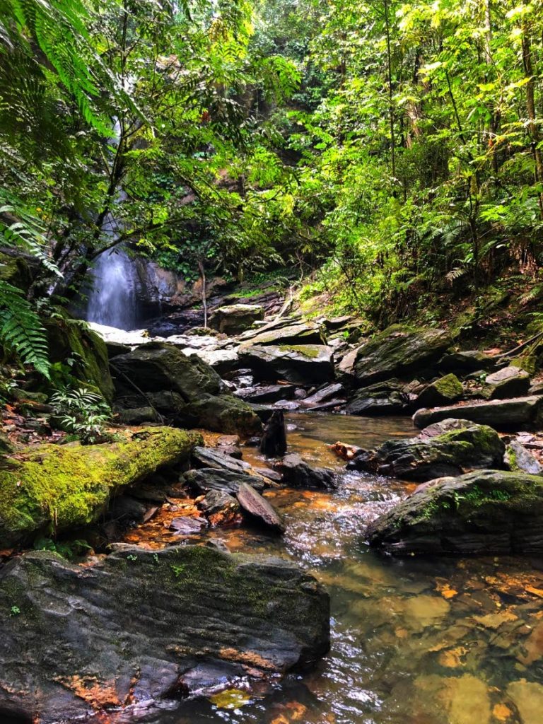 From suburb to rainforest, we are connected in our island ecosystem. - Anjani Ganase