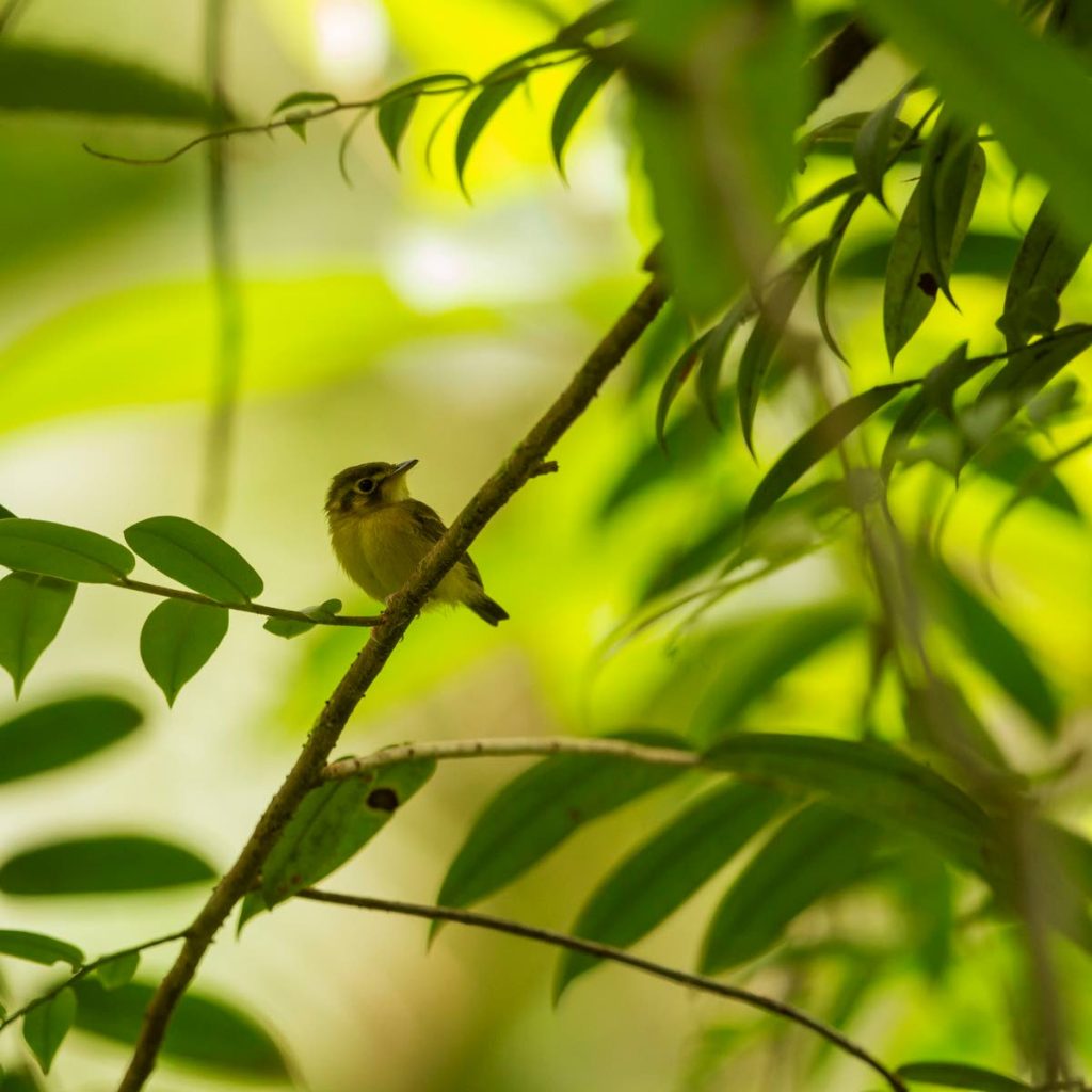 White-throated spadebills often perch motionless above the forest floor, waiting for any sign of movement. PHOTO BY FARAAZ ABDOOL  - 