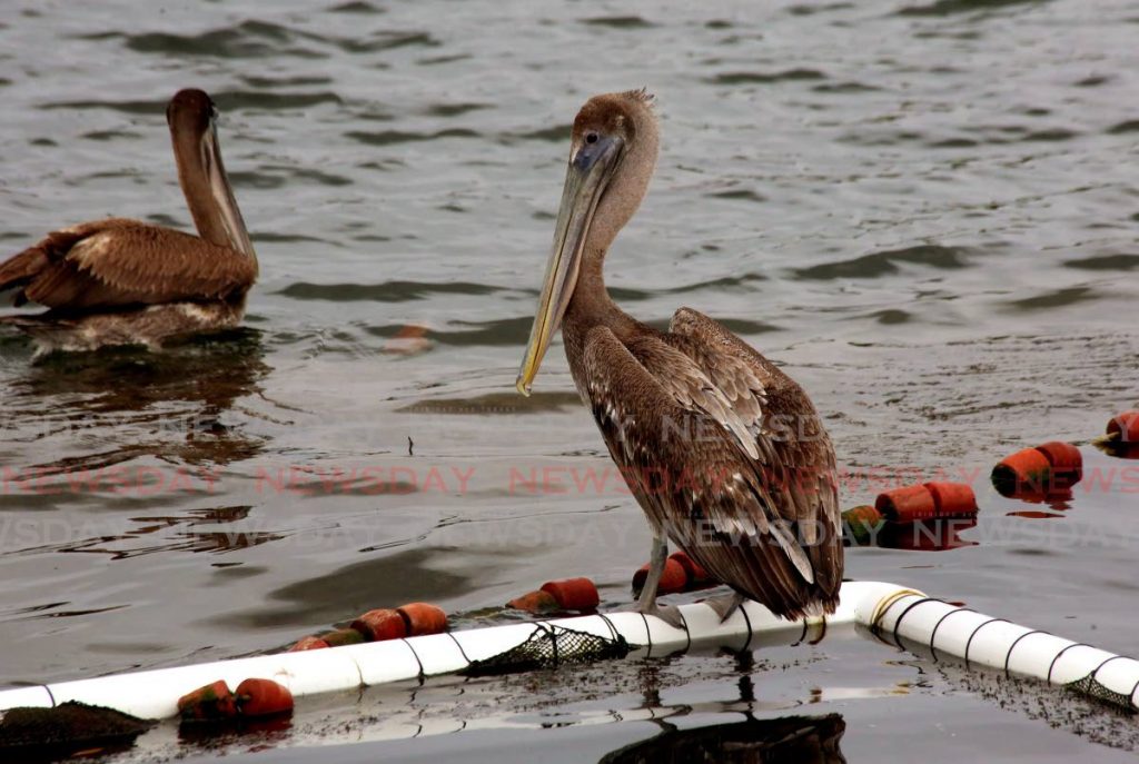 Pelicans waiti near a fishing for the catch of the day. - SUREASH CHOLAI