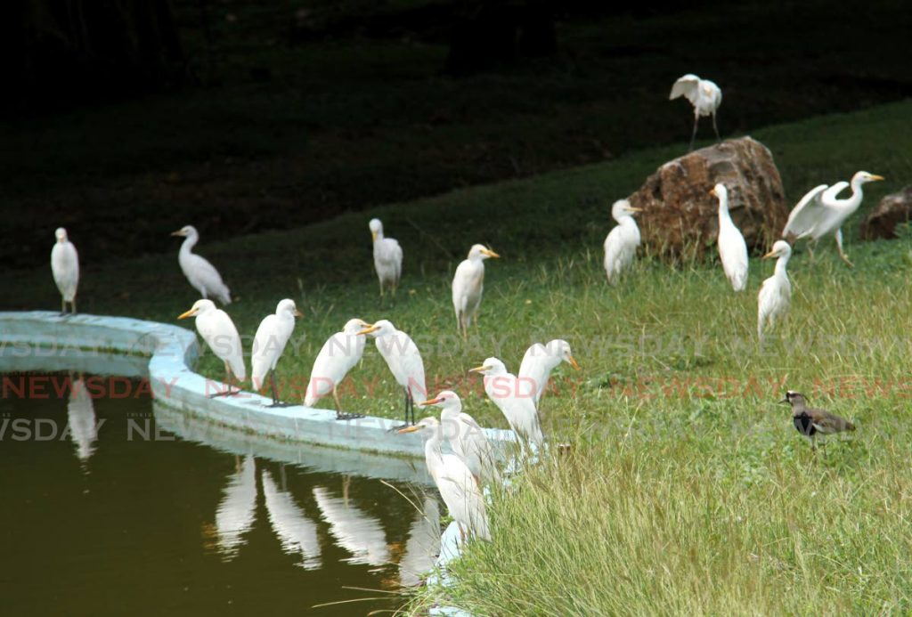 A flock of birds at the Hollows, Queen's Park Savannah, Port of Spain.  - Ayanna Kinsale
