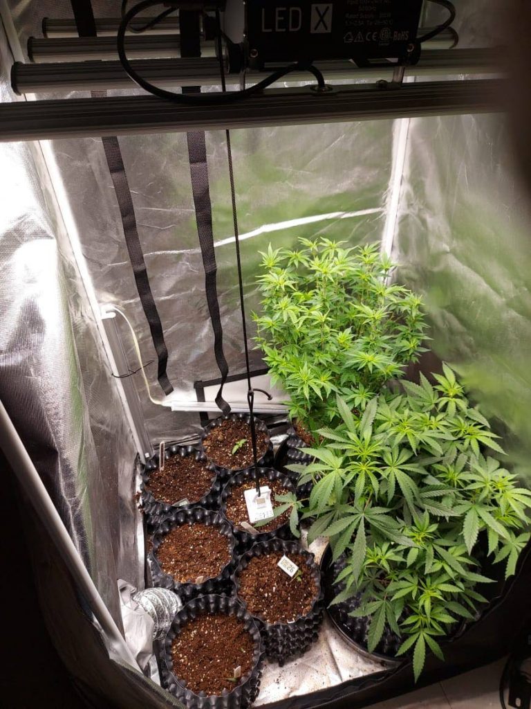 BEDROOM GREENHOUSE: Healthy marijuana trees grown in a makeshift greenhouse in the bedroom of a man's Vistabella home. He was arrested during a police raid on Friday.  PHOTO COURTESY TTPS - TTPS