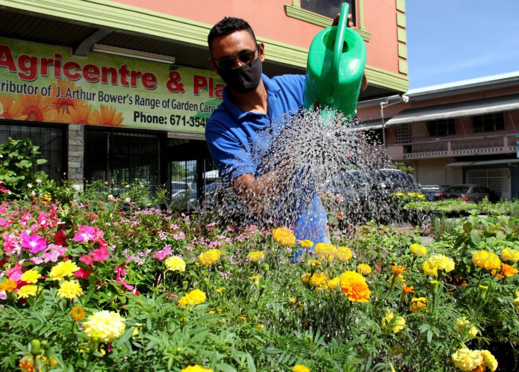V.S Agricentre and Plant Shop CSR Anand Ramdhanie waters a bunch of Marigold flowers on Montrose Main Road, Chaguanas. - AYANNA KINSALE