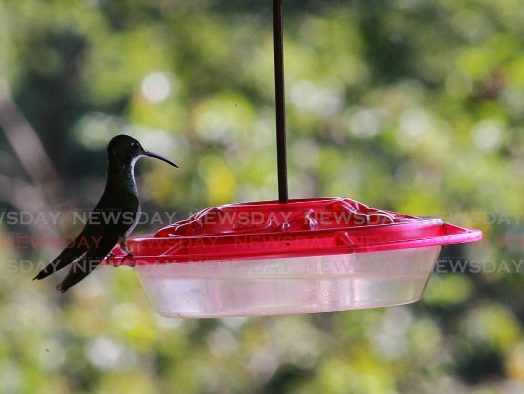 A hummingbird rests on a feeder at the Asa Wright Nature Centre on Thursday. - ROGER JACOB