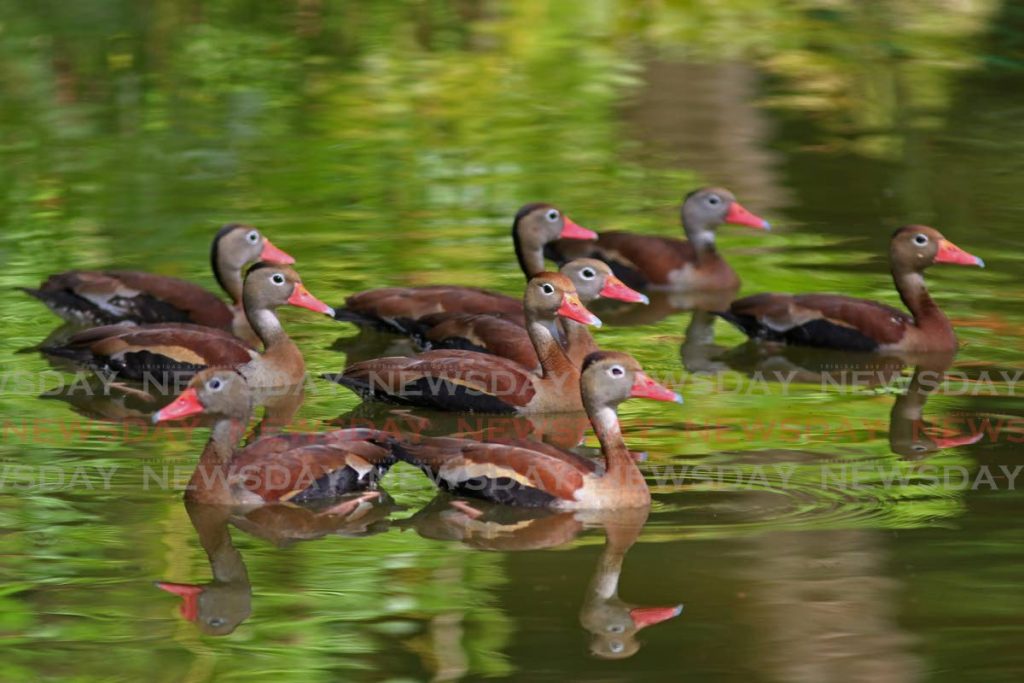 Black-bellied Whistling Tree Ducks nestled together in a pond at the Point-a-Pierre Wild Fowl Trust. - Marvin Hamilton