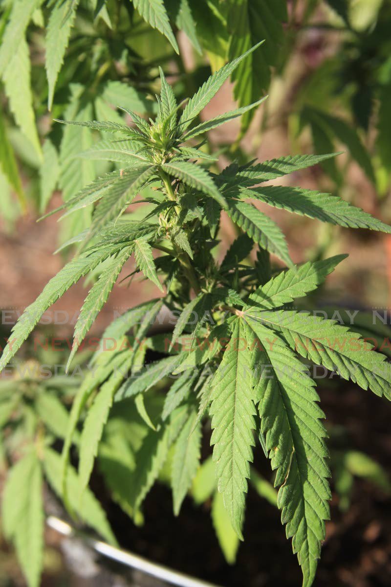 Marijuana plants destroyed, drugs seized