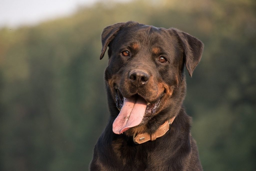 Rottweiller stock photo source pixabay.com