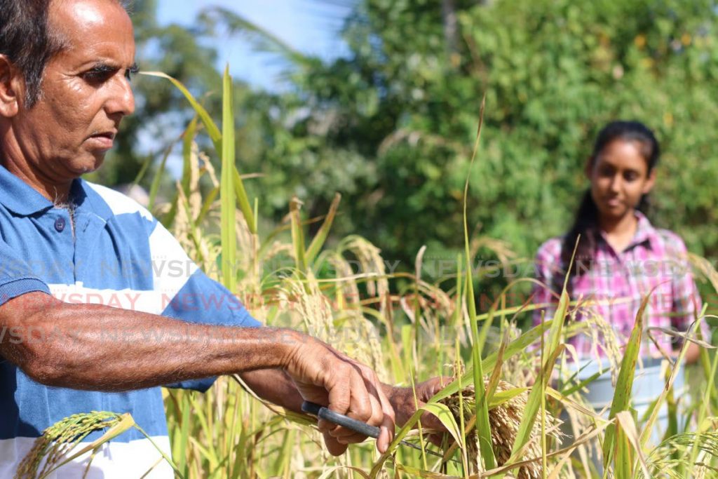Moruga Hill Rice Multipurpose Cooperative Society vice president Cyrilee Subratee and his daughter, Angelika, harvest rice by hand at the rice field in Moruga. - Marvin Hamilton