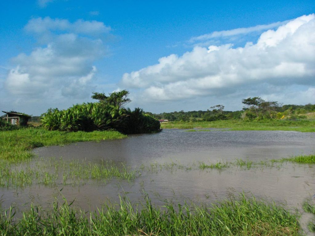 Wetlands provide water and protection - Trinidad and Tobago Newsday