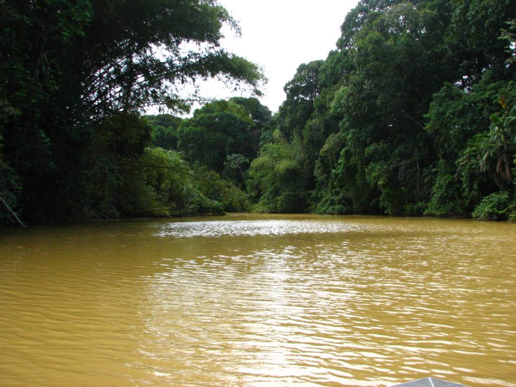 Wetlands provide water and protection - Trinidad and Tobago Newsday