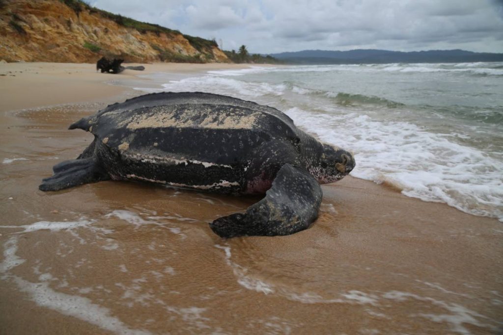 A leatherback turtle makes her way back out to sea after laying eggs on the beach. - Photo courtesy Nature Seekers