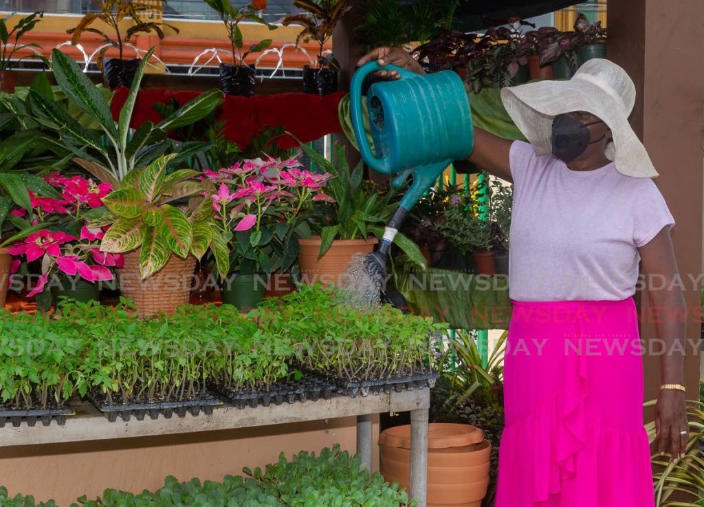 Joy Arthur of Arthur’s Plant Shop waters her plants at the Scarborough market in Tobago. PHOTO BY DAVID REID - 