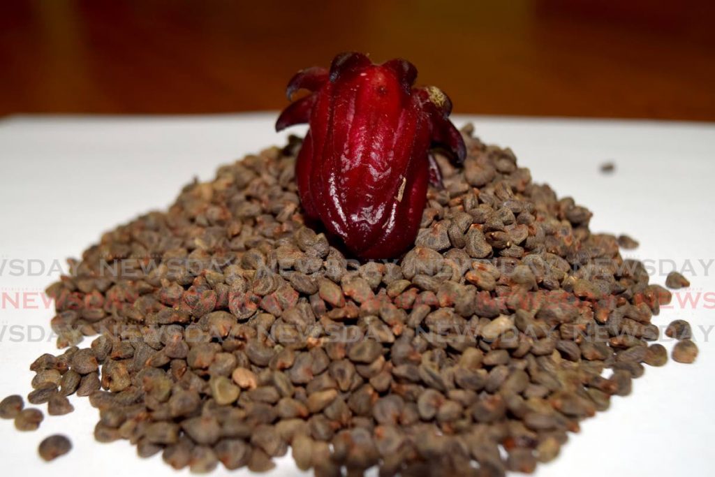 A sorrel fruit on a pile of seeds. The National Seed Bank allows the public to pick the flesh off the fruit and collects the seed to grow at its site in Chaguaramas. - 