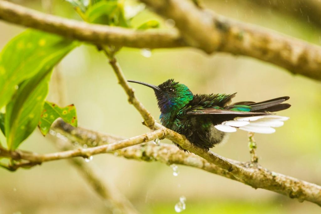 A white-tailed sabrewing enjoys a bath in a sudden downpour in the rainforest of central Tobago. - Faraaz Abdool