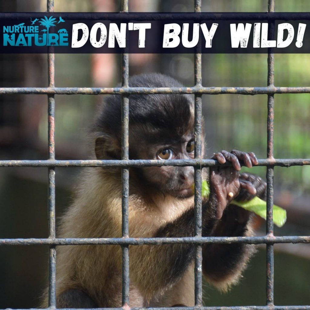 A promotional photo, by the Nurture Nature Campaign, urging people to not buy monkeys as pets. Photo by Nurture Nature Campaign  - 
