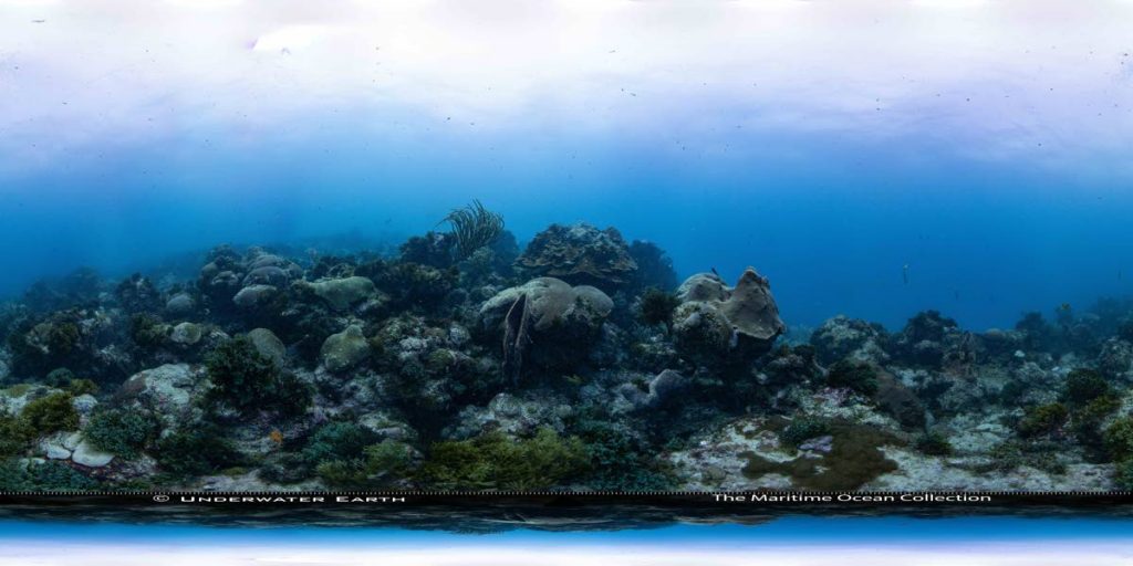  A coral reef in Tobago overgrown by seaweed.
 
Photo courtesy The Maritime Ocean Collection
  - 