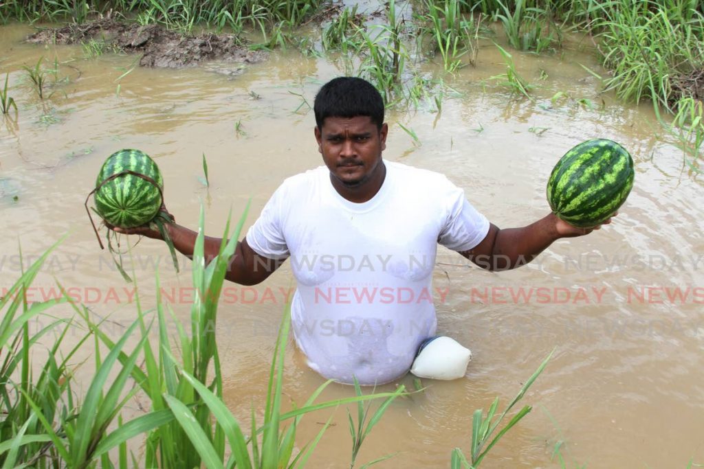 Farmer Kabir Muhammad holds two watermelons as he wades through flood water which destroyed his crops in Penal during heavy rainfall on Saturday and Sunday. - Marvin Hamilton