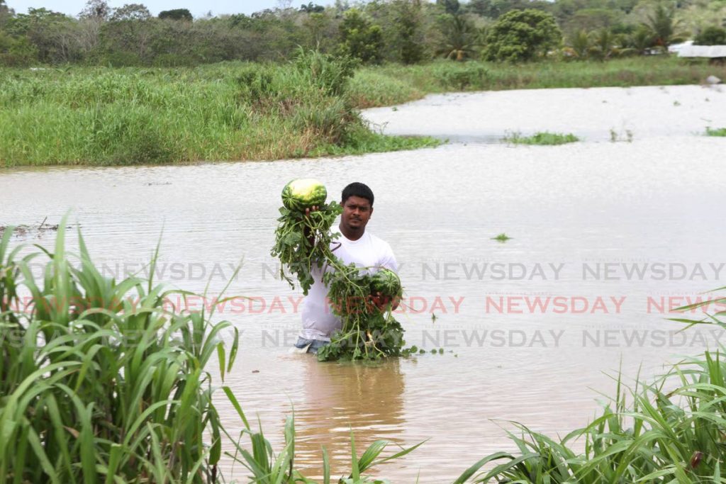 Kabir Muhammad, a farmer from Goodman Trace, Penal, stands in flood waters in Poodai Lagoon on March 15, showing some of his watermelons that were damaged because of heavy rains. Photo by Marvin Hamilton
