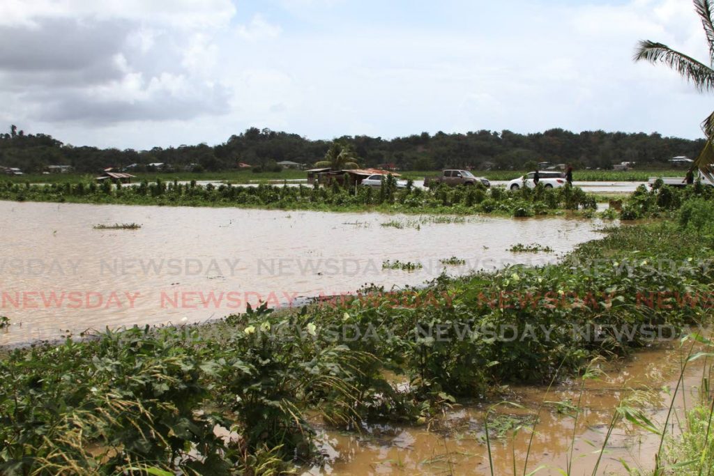 The farming fields of Poodai Lagoon, Penal under floodwaters after unseasonal heavy rains on March 15. Photo by Marvin Hamilton  - 