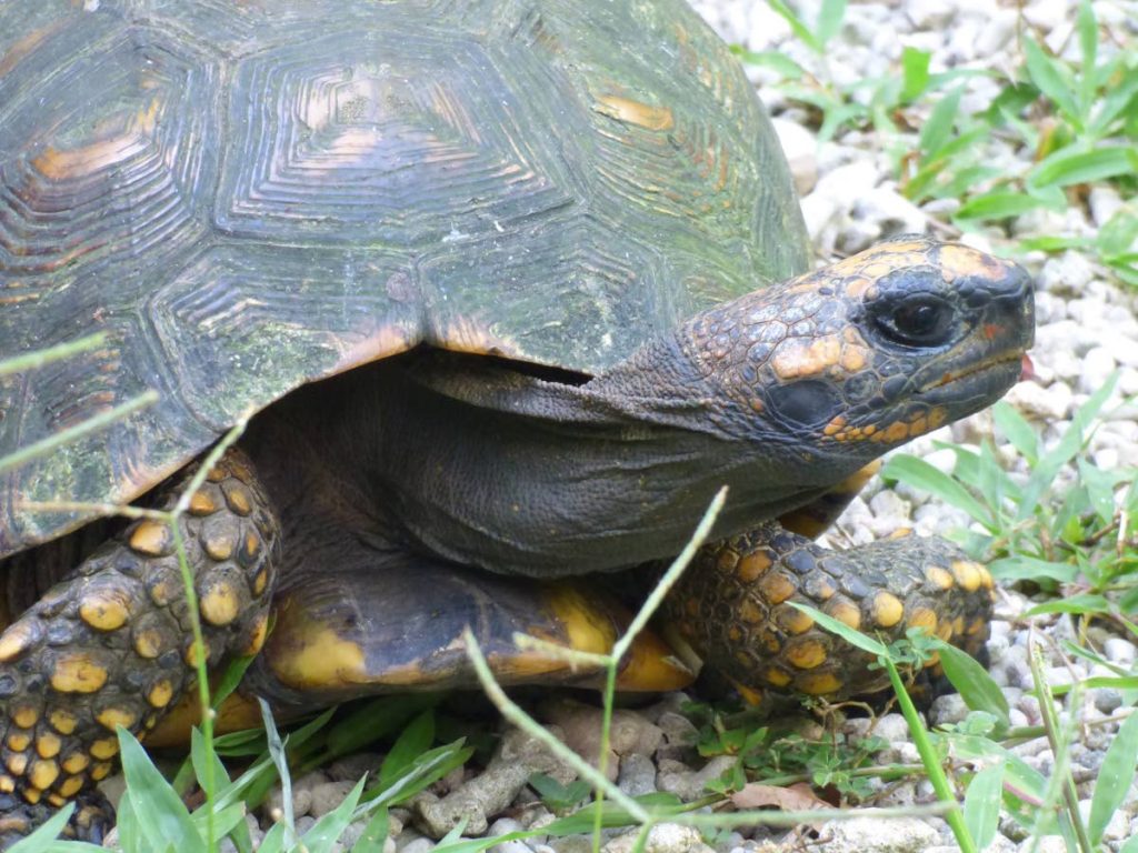 Corbin wildlife park cares for yellow-footed tortoise's eggs - Trinidad ...