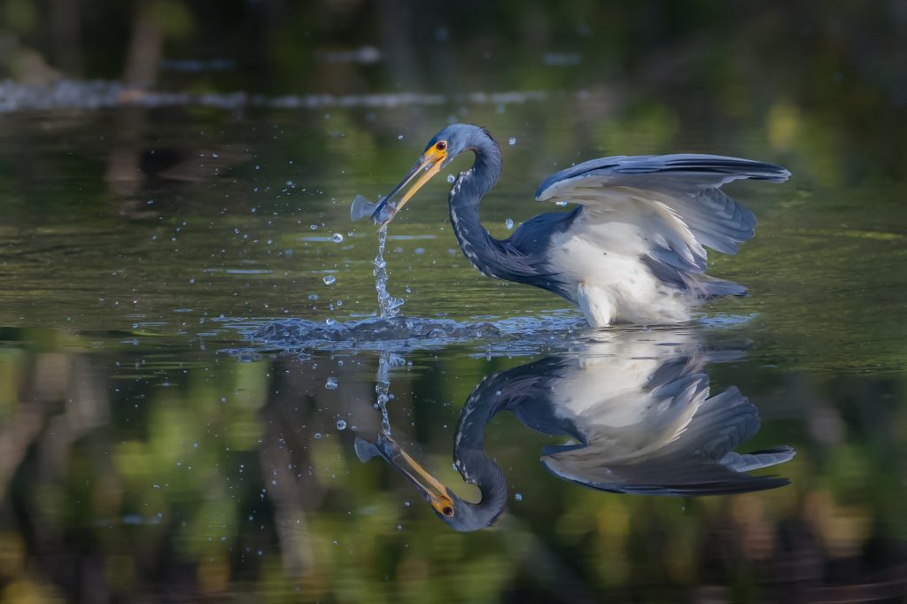 Tricoloured Heron fishing at South Oropouche Mangrove. 

Reader submitted: Rishi Goordial