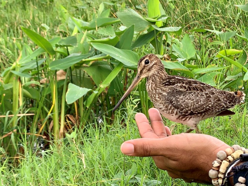 A rehabilitated Wilson's Snipe rests for a few seconds in Faraaz Abdool's hand before it returns to its wetland habitat. - 