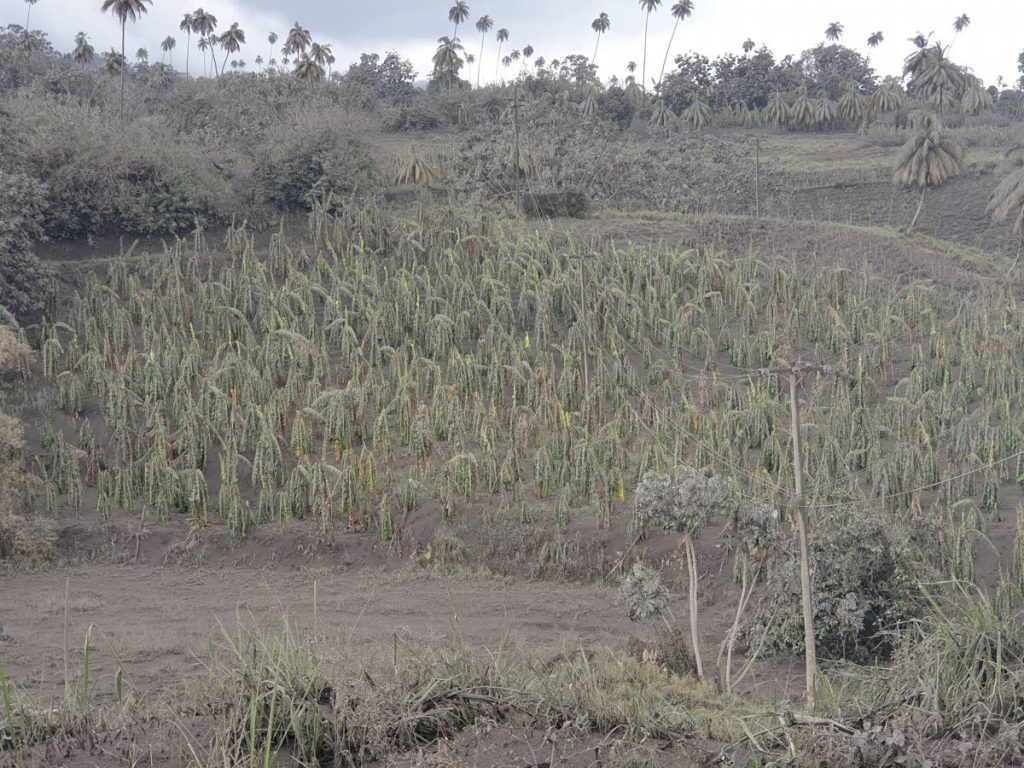 A banana field in the red zone, just north of Georgetown, ST Vincent. The leaves of the plants are bending under the weight of the ash. PHOTO COURTESY SEARCHLIGHT NEWSPAPER, ST VINCENT 