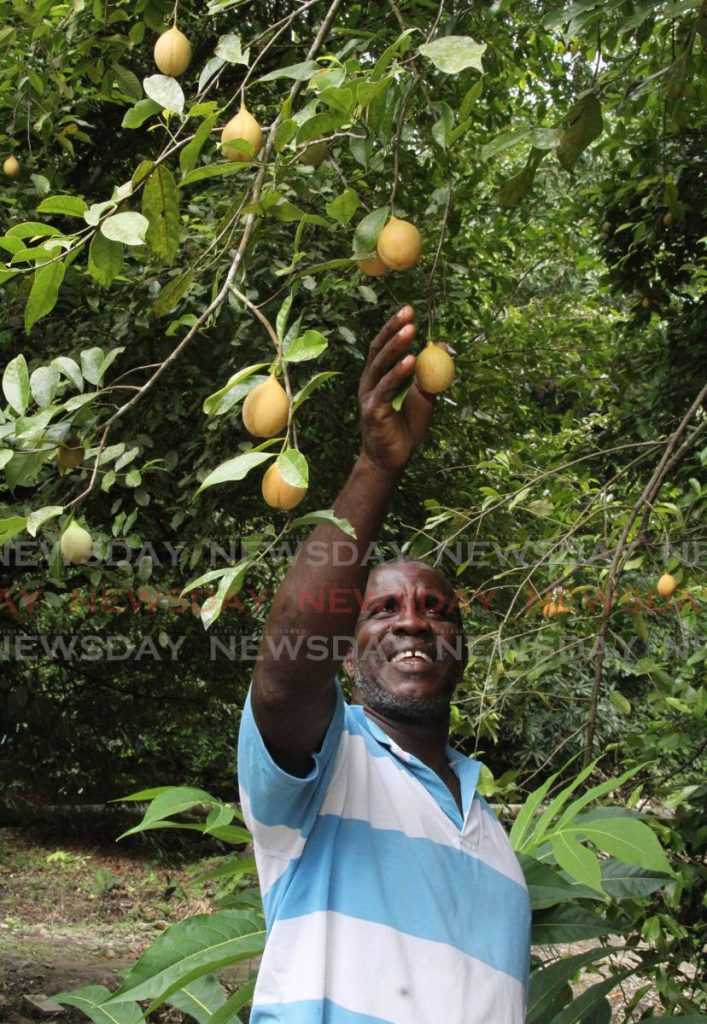 Matelot nutmeg farmer John Lewis reaches for a fruit on the nutmeg tree. The fruit splits open and the seeds are dried to dry to produce the beloved spice. - Photo by Angelo Marcelle