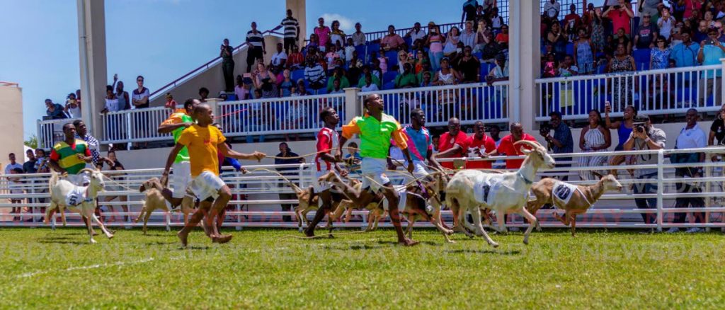 Jockeys sprint along with their goats during the annual Buccoo Goat and Crab Race Festival at the Buccoo Integrated Facility in 2019. - 