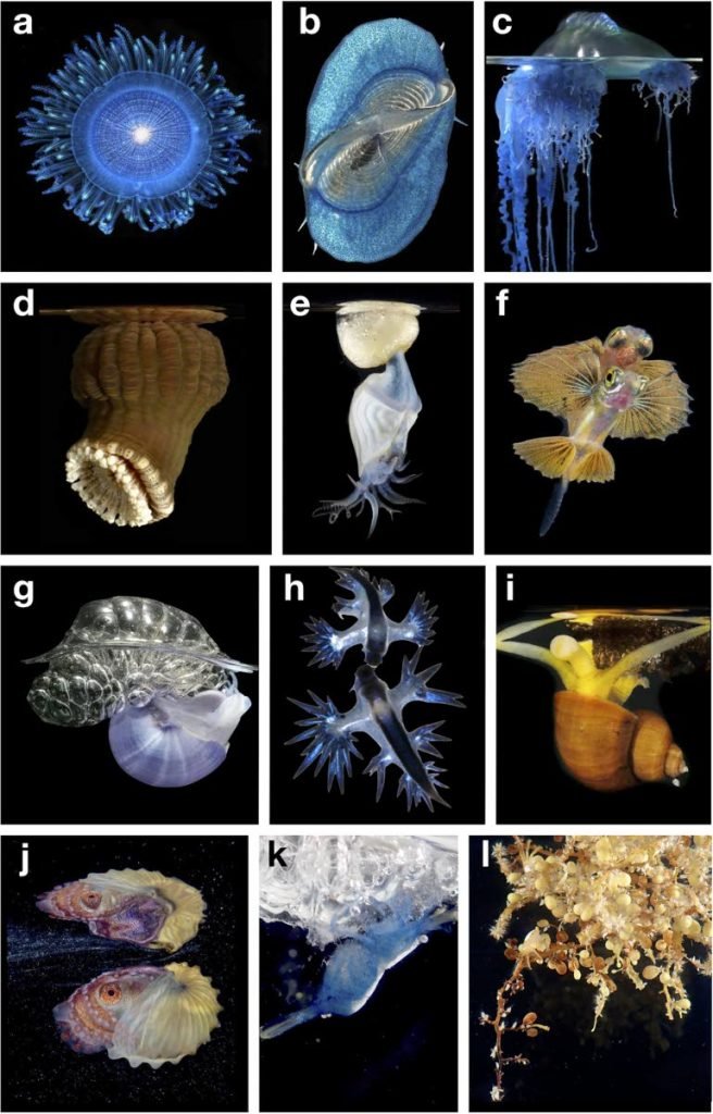 Diverse members of the ocean surface ecosystem. Images a-e and g–i by Denis Riek, f and j by Songda Cai, k and l by Rebecca R Helm. Image sourced from Helm (2021) - 