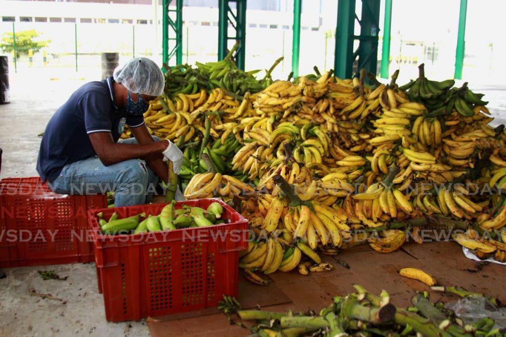 A worker sorts though a pile of plantains to be distributed to people across the country who lost their jobs owing to the restrictions in place to stop the spread of covid19. - ROGER JACOB