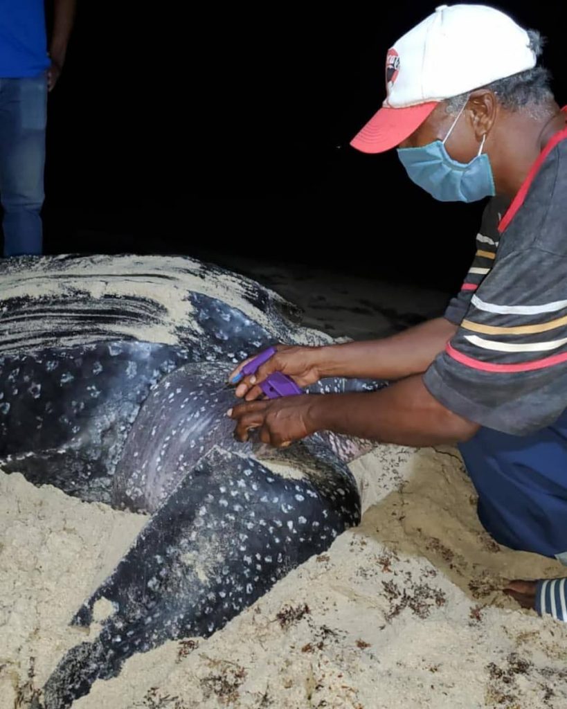 A Nature Seekers beach patrol team member tags a nesting leatherback turtle. The data collected from nesting sea turtles on Matura’s beaches contribute to the International Union for Conservation of Nature (IUCN) status of sea turtles.  - Nature Seekers