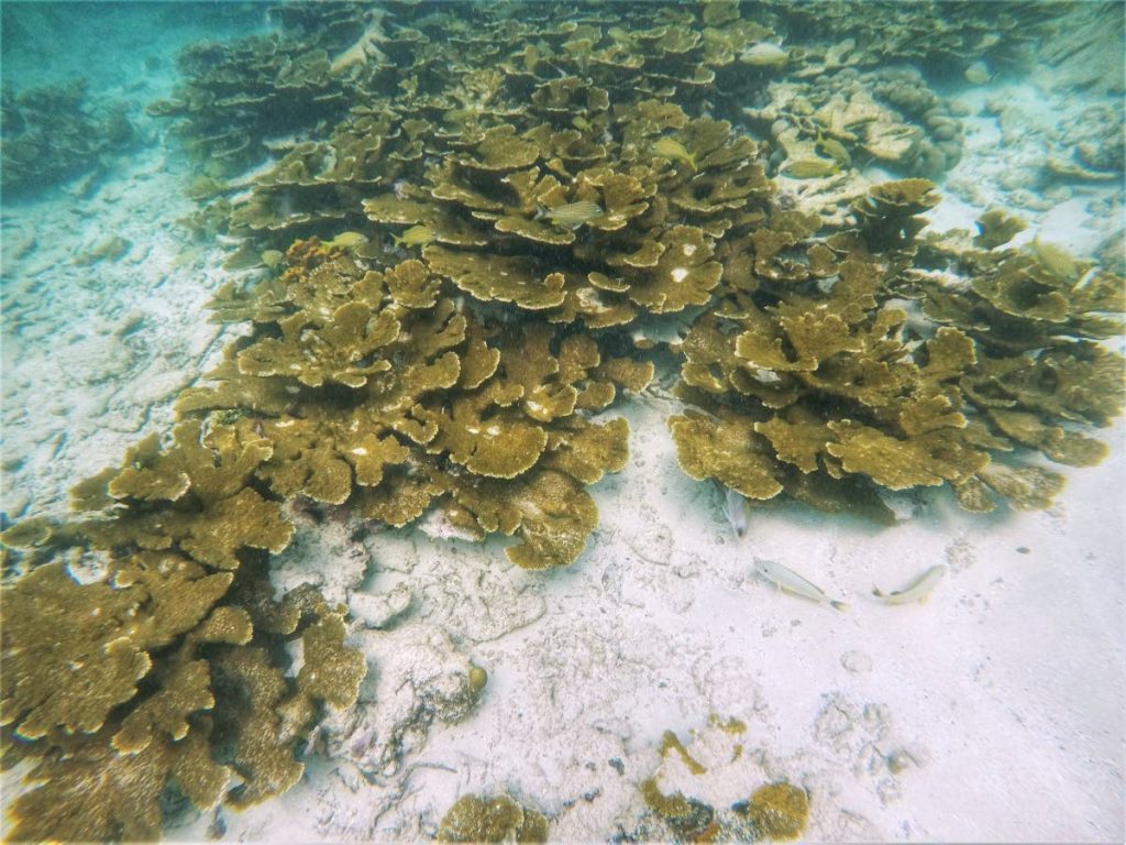 Elkhorn coral viewed below the surface. - 