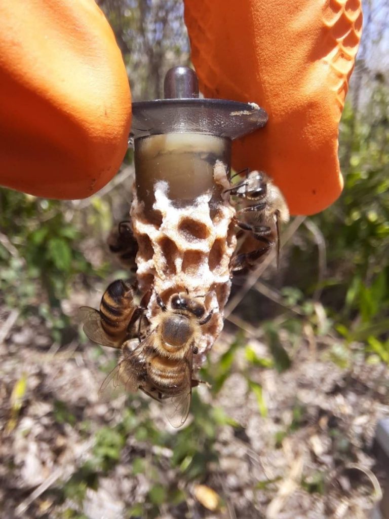The UN estimates that close to 35 per cent of pollinators likes bees and butterflies face extinction globally.  To mark World Bee Day, the Tobago Apicultural Society is selling 150 European queen bees at $100 each to interested beekeepers. Photo courtesy the Tobago Apicultural Society - 