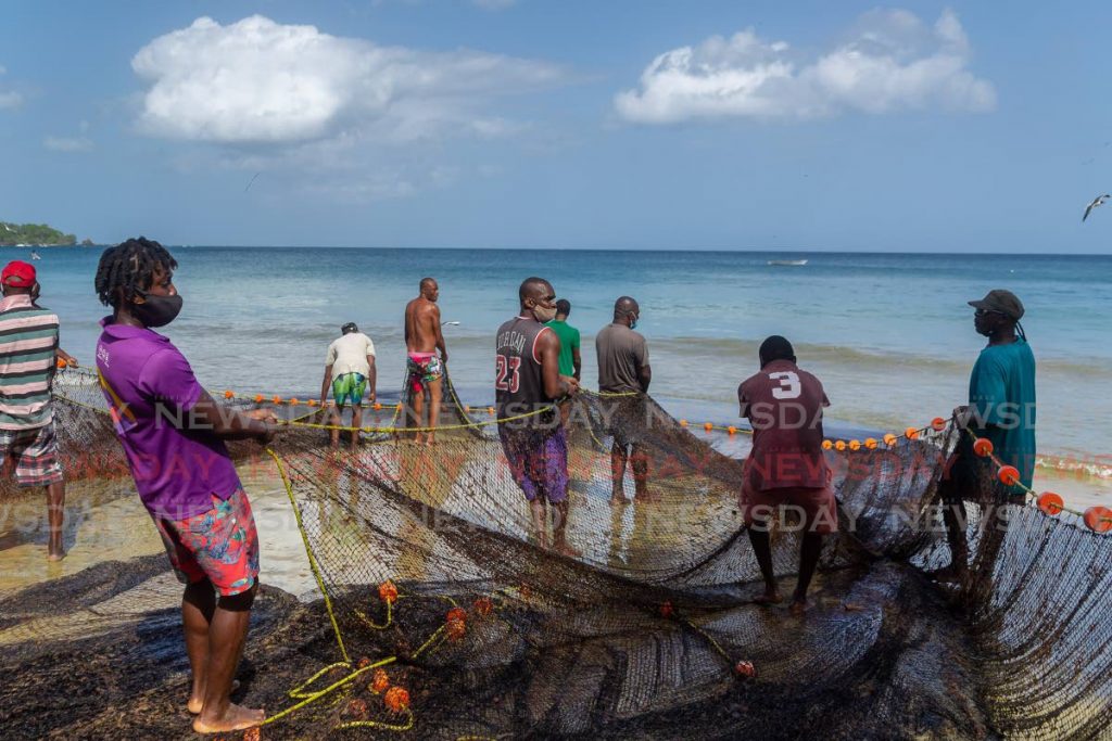 Seine fishing, known locally as pulling seine, has been practiced on the shores of Tobago for years. Villagers from Black Rock were captured  practicing the tradition when Newsday visited the Grafton Beach, Black Rock on Monday - David Reid