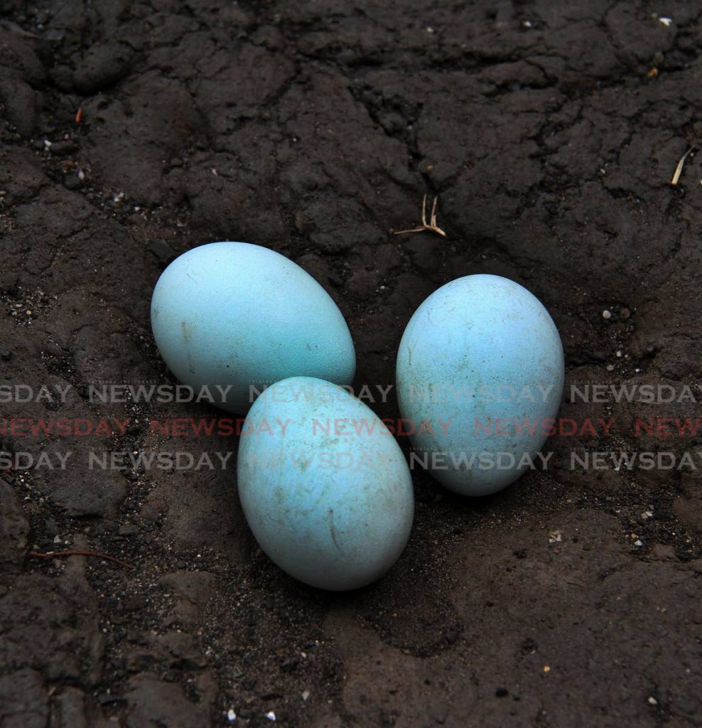 SEEING IS BELEIVING: Three blue eggs laid by La Brea resident Betty Charles's hen.  - Angelo Marcelle