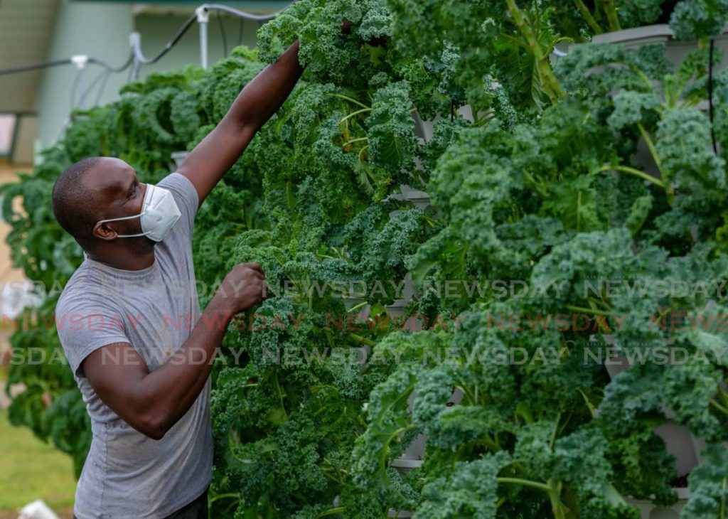 Kale farmer Mark Smith harvest some kale from his vertical towers at his Chaguanas farm. - Jeff K. Mayers