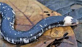 If you ever come across a black and white worm lizard, theres no need to be afraid. Despite their intimidating look, these lizards are non-venomous and may only give you an unpleasant bite if handled incorrectly.  - The University of the West Indies St Augustine Campus 