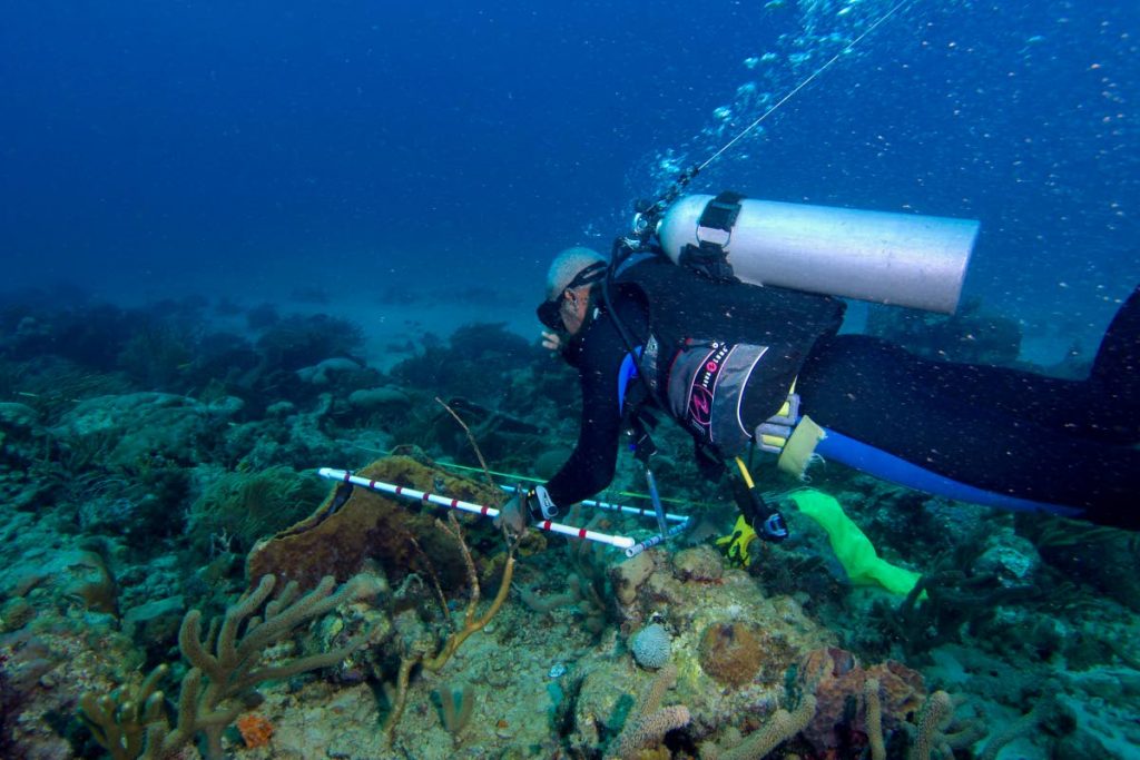 A diver analyses a coral reef.  - Jonathan Gomez