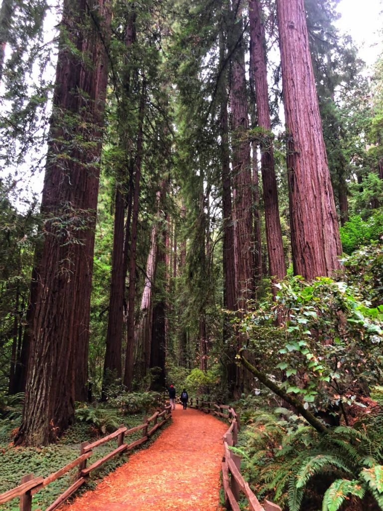 The redwood trees of Muir Woods National Monument in California are nearly 1,000 years old. These ecosystems need active protection and care by us.  - ANJANI GANASE 