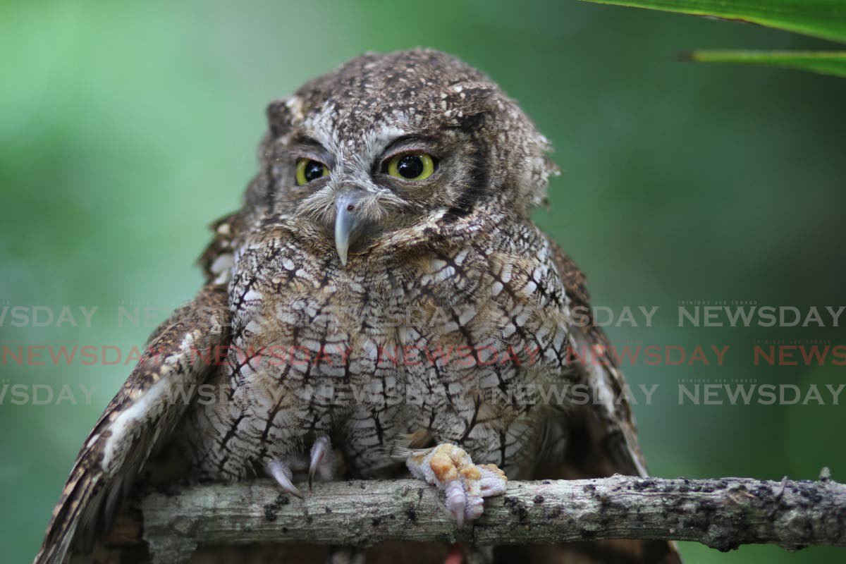 Trinidad and Tobago's indigenous animals: the noisy tropical screech owl -  Trinidad and Tobago Newsday