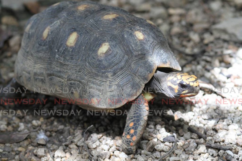 A red-footed tortoise at the El Socorro Centre for Wildlife Conservation in Freeport - Marvin Hamilton