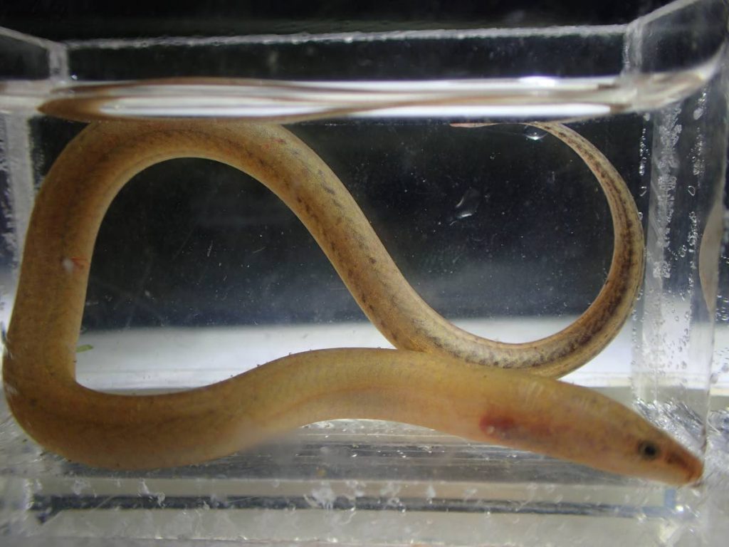 Despite its name and appearance, the zangee is actually an elongated fish and not an eel. - Photo courtesy Dr Ryan Mohammed