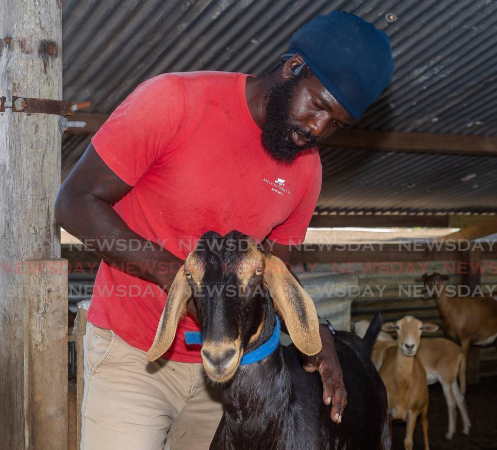 Kyle Joseph shows his prized race goat, Rocket, at his farm in Carnbee.  Photo by David Reid