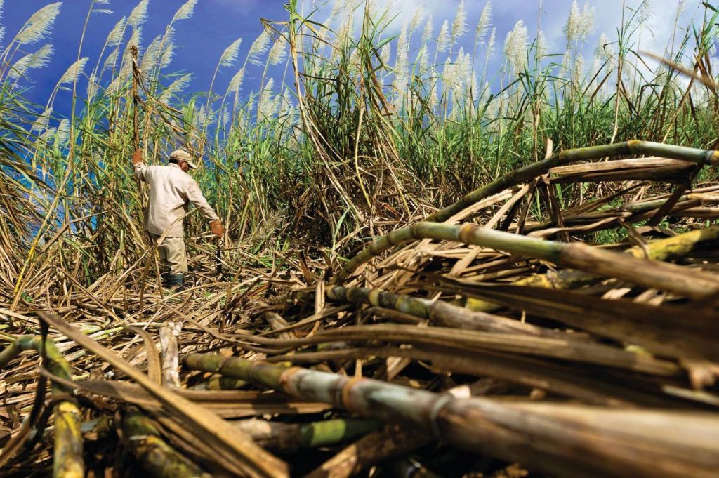 Sugar cane being harvested.