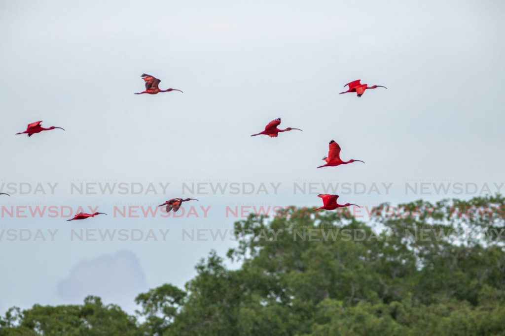 File photo: Scarlet Ibis in flight at the Caroni Swamp. Photo by Jeff Mayers 