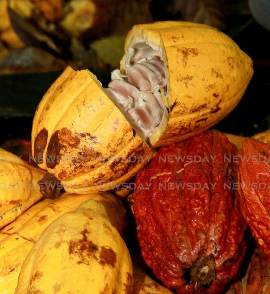 File photo: Cocoa pods from Ortinola Cocoa Estate in Maracas Valley, St Joseph. - Photo by Roger Jacob