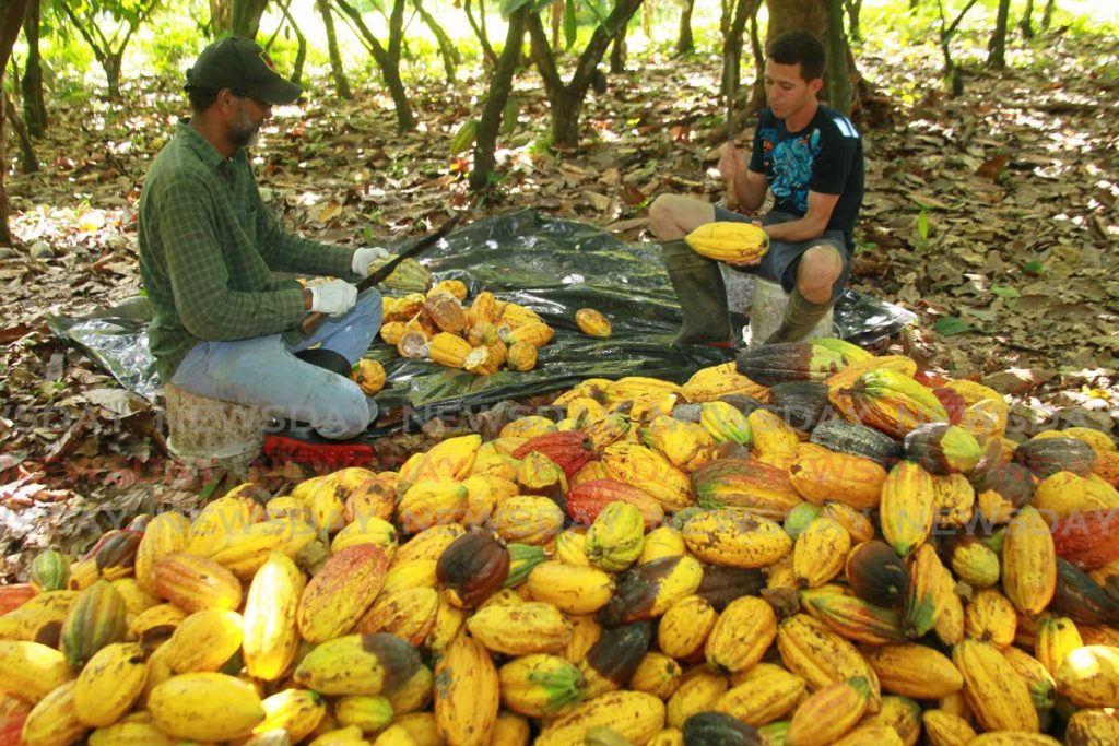 Rusell Nath and Ancil Aguilera crack cocoa pods on the Ortinola Cocoa Estate, Maracas, St Joseph. The EU plans to conduct studies with UWI, cocoa producers and the Ministry of Agriculture, Land and Fisheries on ways to reduce cadimum in local cocoa. - PHOTO BY ROGER JACOB