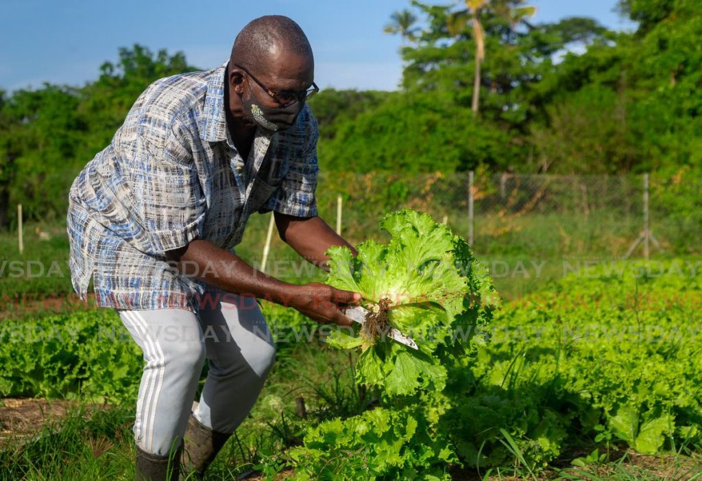 In this file photo, Tobago lettuce farmer Micheson Neptune, a farmer for the last 20 years, cuts two heads of lettuce for sale at his garden at Bamboo Drive, Mt Pleasant. - Photo by David Reid