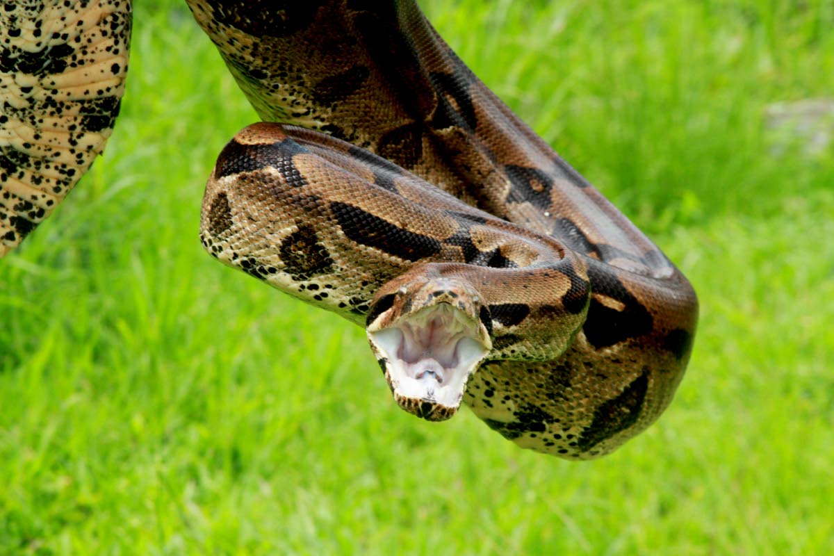 5 And A Half Feet Boa Constrictor